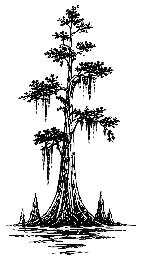 Cypress tree illustration